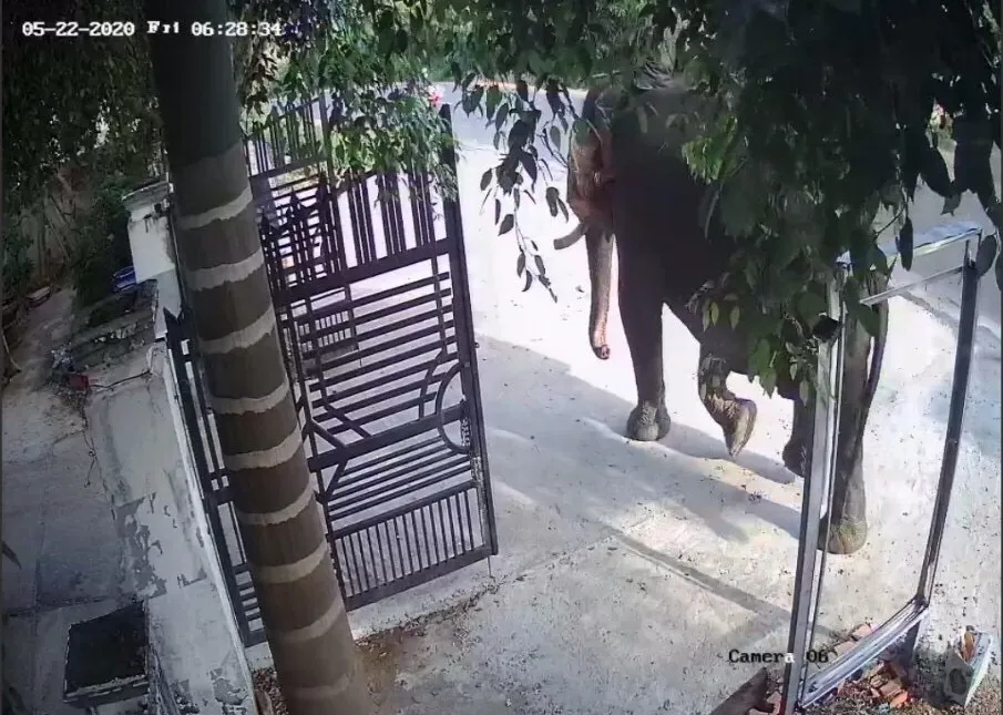 Đắk Lắk: Voi nhà động dục, quật nài voi tử vong ảnh 2