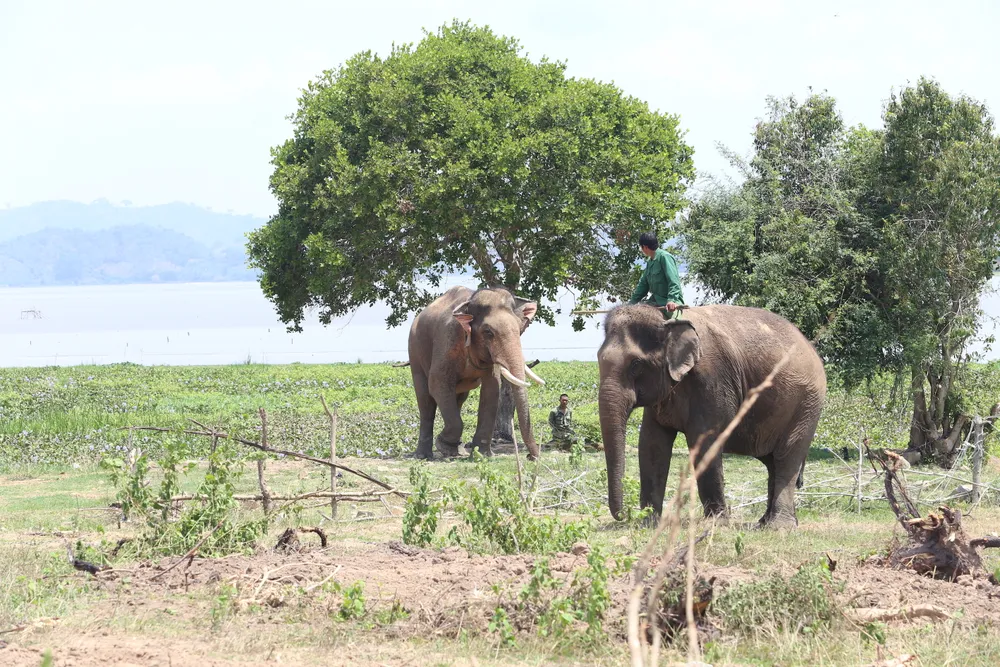 Đã khống chế được voi nhà động dục, quật nài voi tử vong ảnh 6