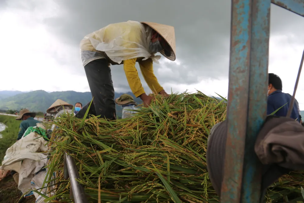 Đắk Lắk: Người dân “chạy đua” với nước lũ để cứu lúa ảnh 9