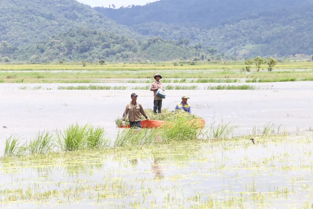 Đắk Lắk: Người dân “chạy đua” với nước lũ để cứu lúa ảnh 6