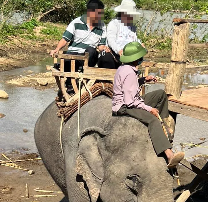 Voi nhà bị hành hạ đến đổ máu để phục vụ khách du lịch mùa tết ảnh 1