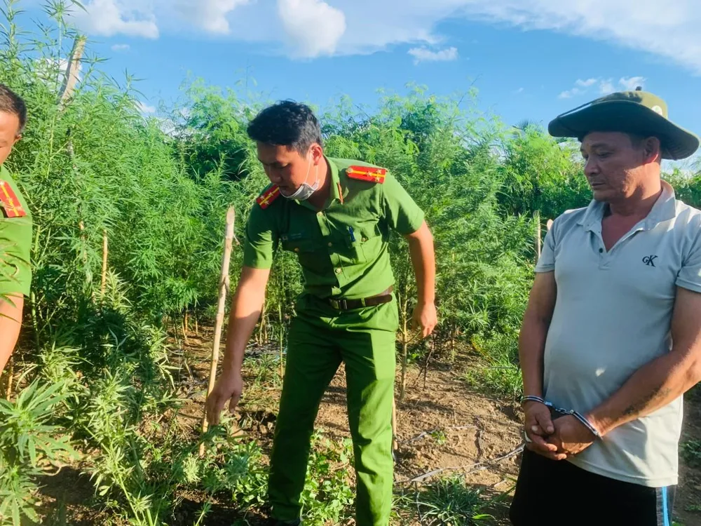 Bắt đối tượng trồng gần 700 cây cần sa trong rẫy ảnh 2
