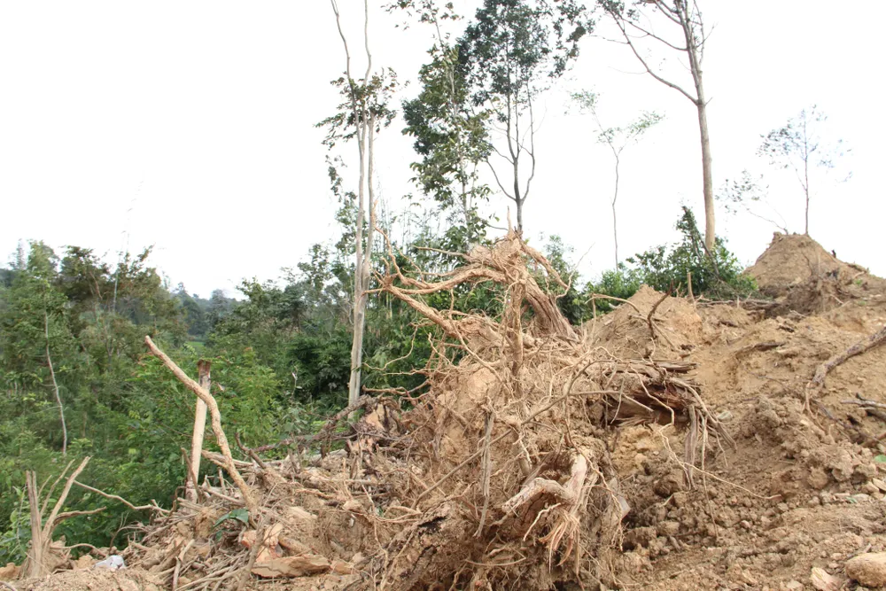 Hiện trường còn sót lại nhiều rễ keo