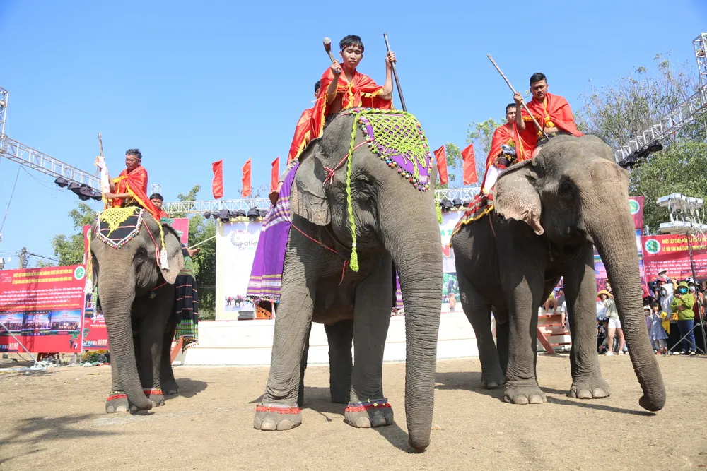 Voi là biểu tượng của huyện Buôn Đôn