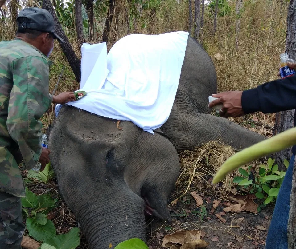 Voi H'Pul chết do già yếu