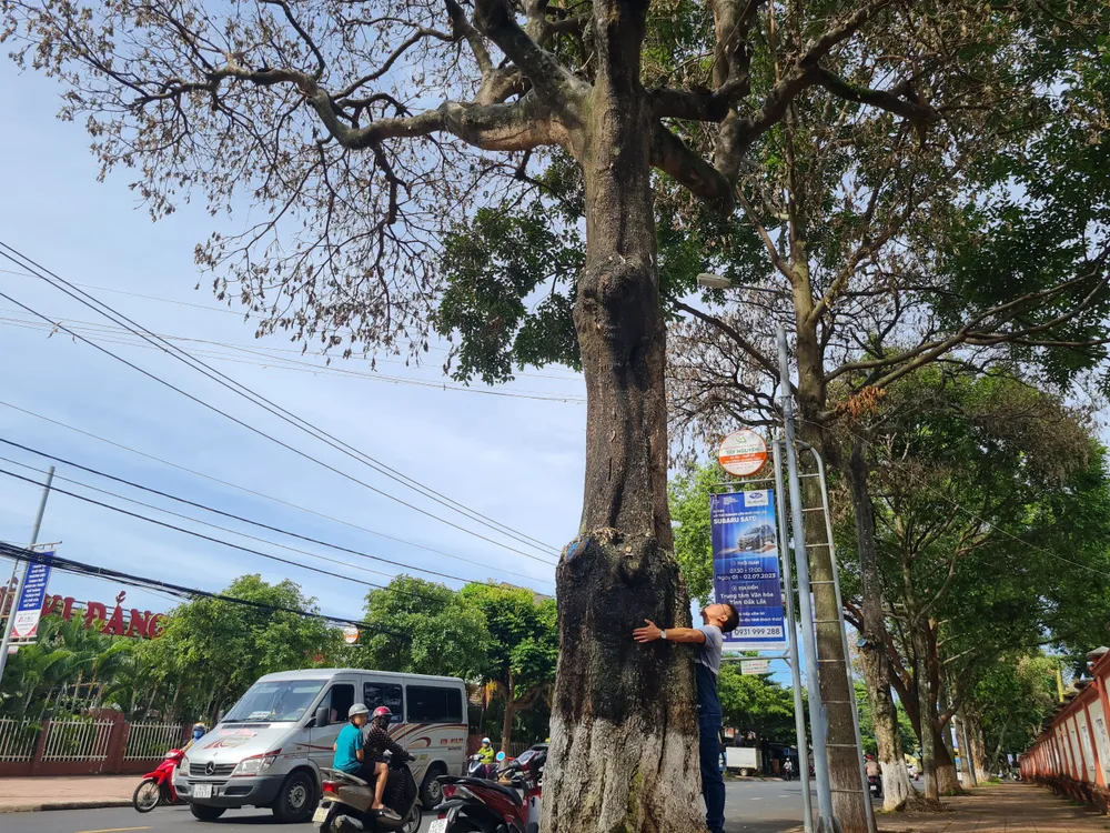 Cây có đường kính hơn 1 người ôm