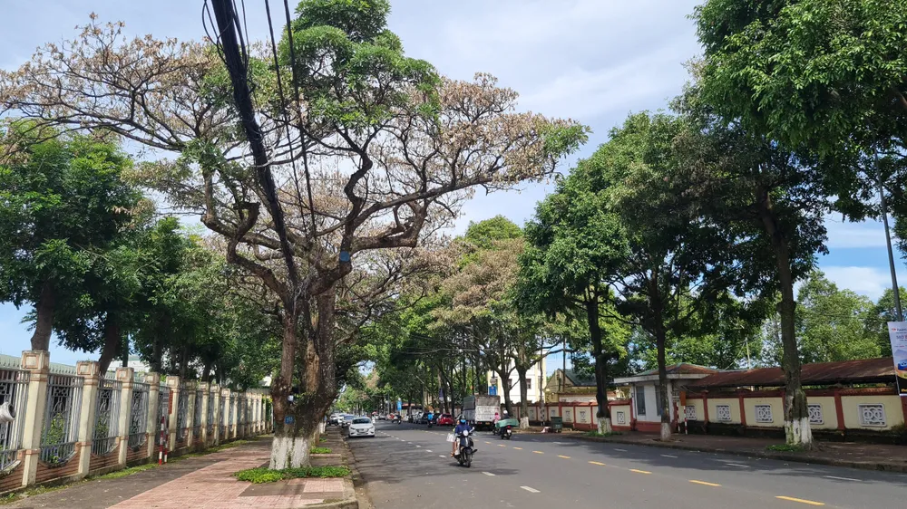 Những cây hoa sữa chết có tuổi đời gần 30 năm tuổi