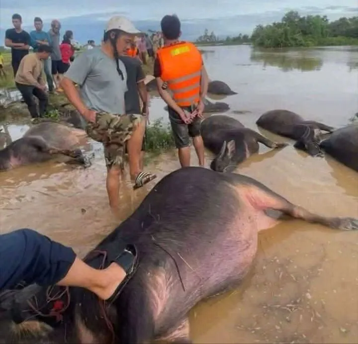 Hàng chục con trâu của người dân chết do nước lũ tràn về