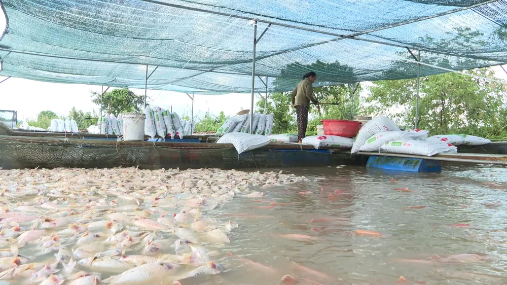 Hàng trăm tấn cá nuôi chết trên sông Krông Ana