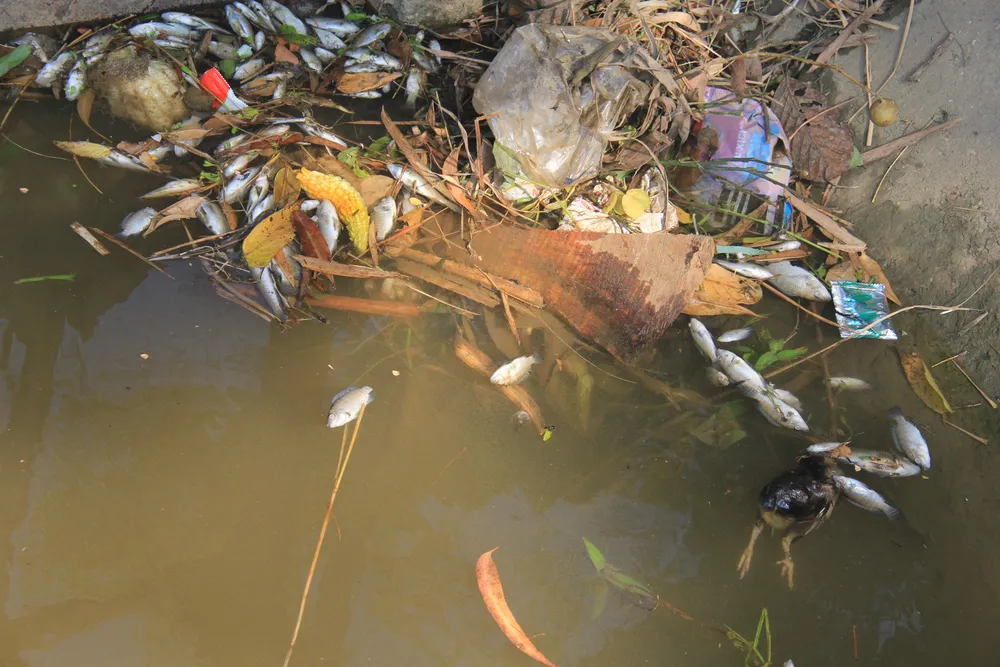 Kinh hoàng cảnh cá chết trắng kênh thủy lợi, nghi nhiễm độc thuốc diệt cỏ ảnh 2