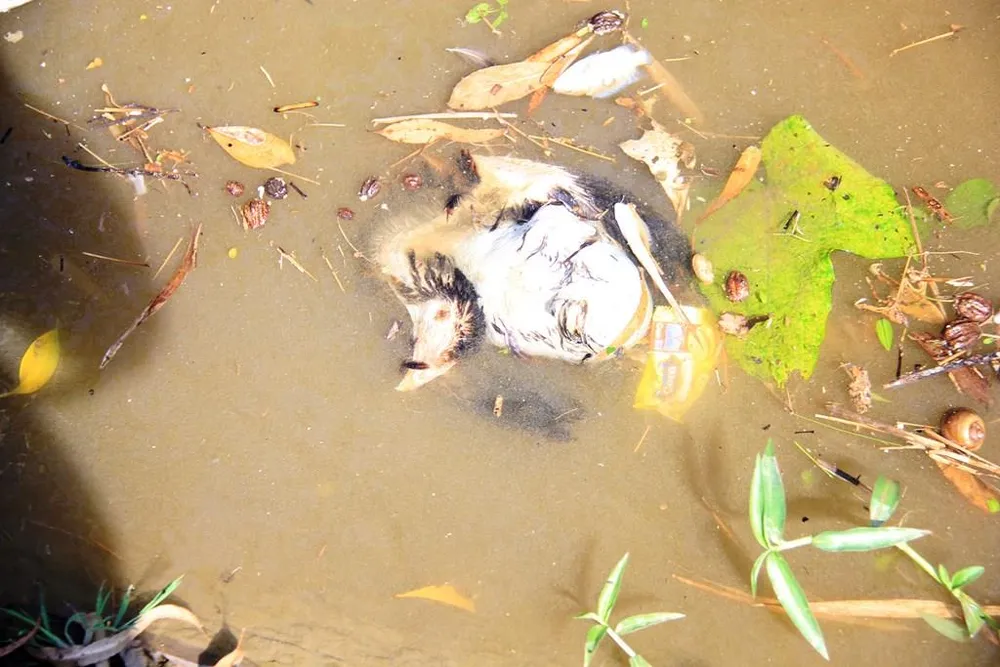 Kinh hoàng cảnh cá chết trắng kênh thủy lợi, nghi nhiễm độc thuốc diệt cỏ ảnh 3