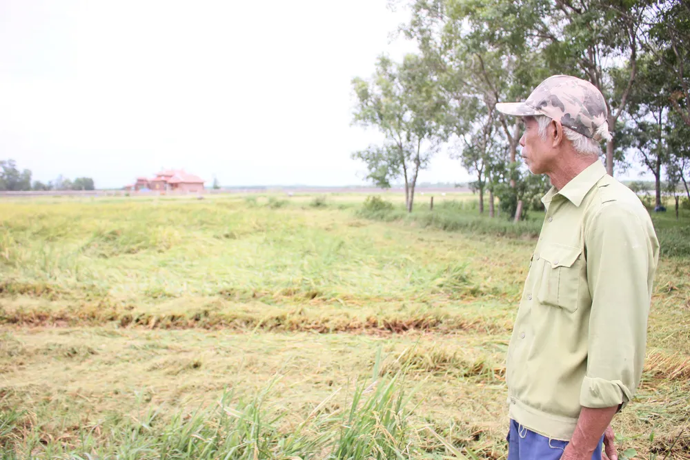 Nông dân Quảng Trị hối hả thu hoạch lúa sau khi lũ rút ảnh 1