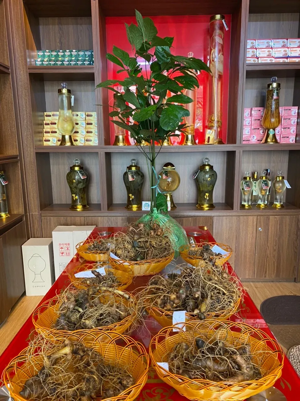 Thiện Nhân Hospital tham gia nghiên cứu và phát triển sâm Ngọc Linh tại Quảng Nam ảnh 2