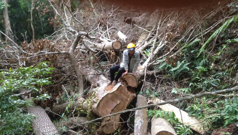 Kiểm điểm 3 kiểm lâm vì để mất rừng ảnh 1