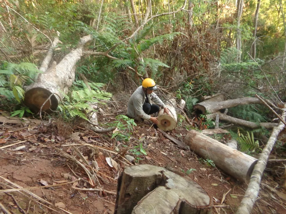 Kiểm điểm 3 kiểm lâm vì để mất rừng ảnh 2