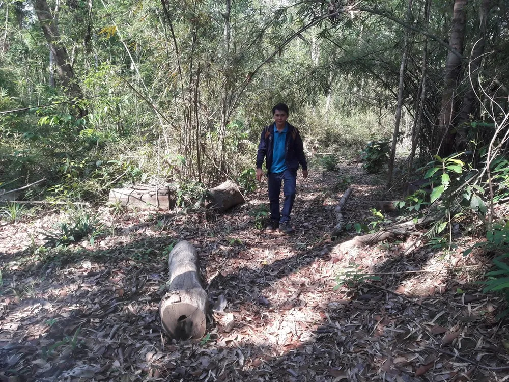 Rừng giáp ranh tại Gia Lai: gỗ quý bị “xẻ thịt” la liệt ảnh 2