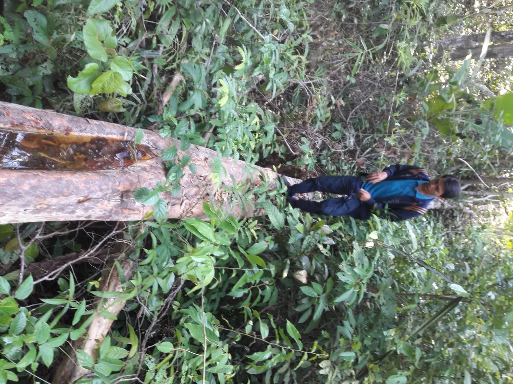 Rừng giáp ranh tại Gia Lai: gỗ quý bị “xẻ thịt” la liệt ảnh 5