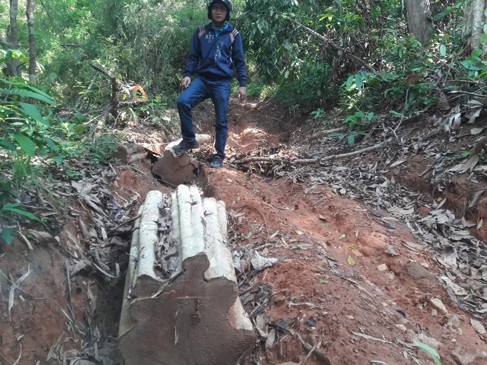 Rừng giáp ranh tại Gia Lai: gỗ quý bị “xẻ thịt” la liệt ảnh 4