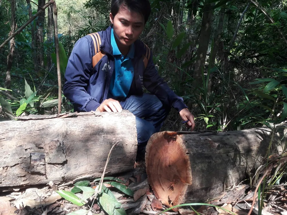 Rừng giáp ranh tại Gia Lai: gỗ quý bị “xẻ thịt” la liệt ảnh 6