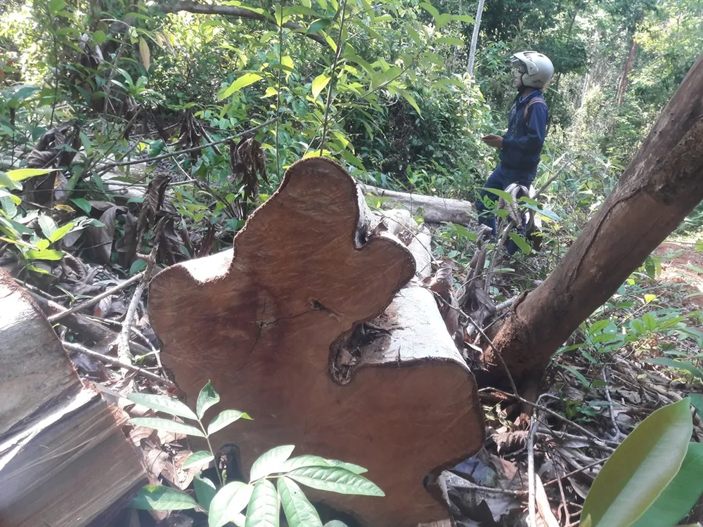 Rừng giáp ranh tại Gia Lai: gỗ quý bị “xẻ thịt” la liệt ảnh 1