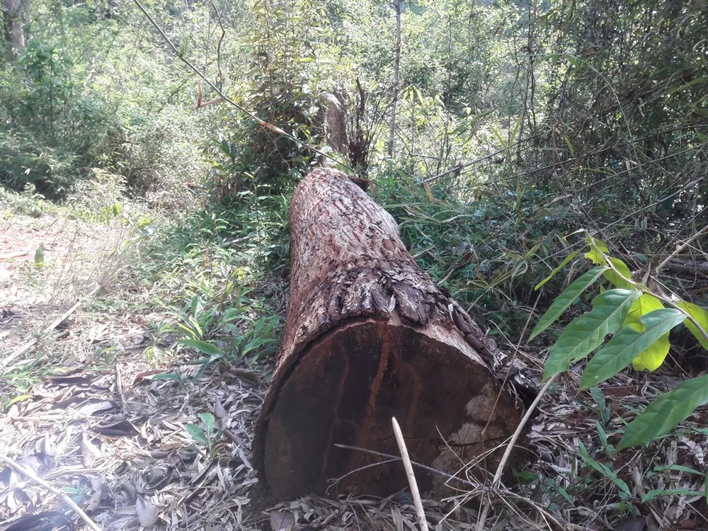 Rừng giáp ranh tại Gia Lai: gỗ quý bị “xẻ thịt” la liệt ảnh 9