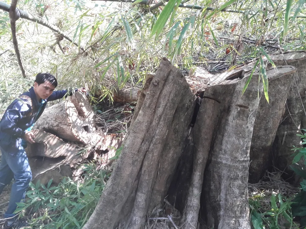 Rừng giáp ranh tại Gia Lai: gỗ quý bị “xẻ thịt” la liệt ảnh 10