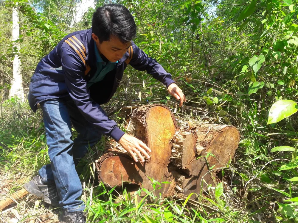 Rừng giáp ranh tại Gia Lai: gỗ quý bị “xẻ thịt” la liệt ảnh 11