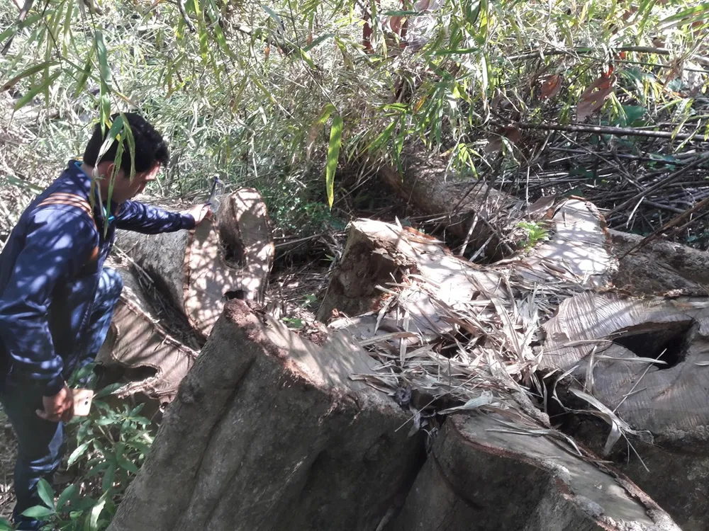 Lập đoàn kiểm tra thông tin “gỗ quý bị đốn hạ la liệt” ảnh 2