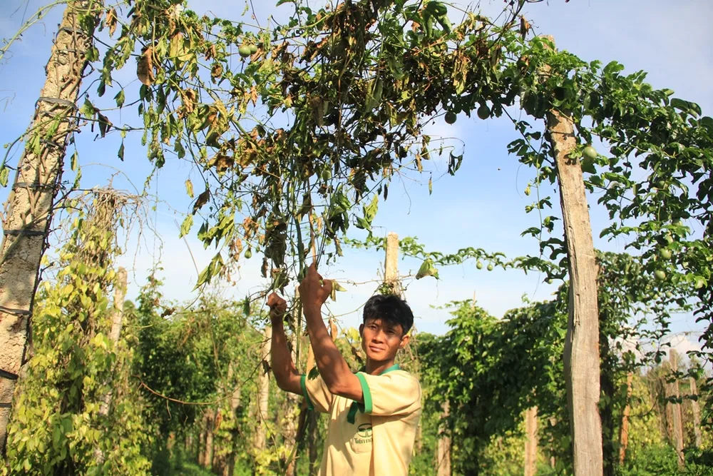 Trồng chanh dây… thu lá  ảnh 2