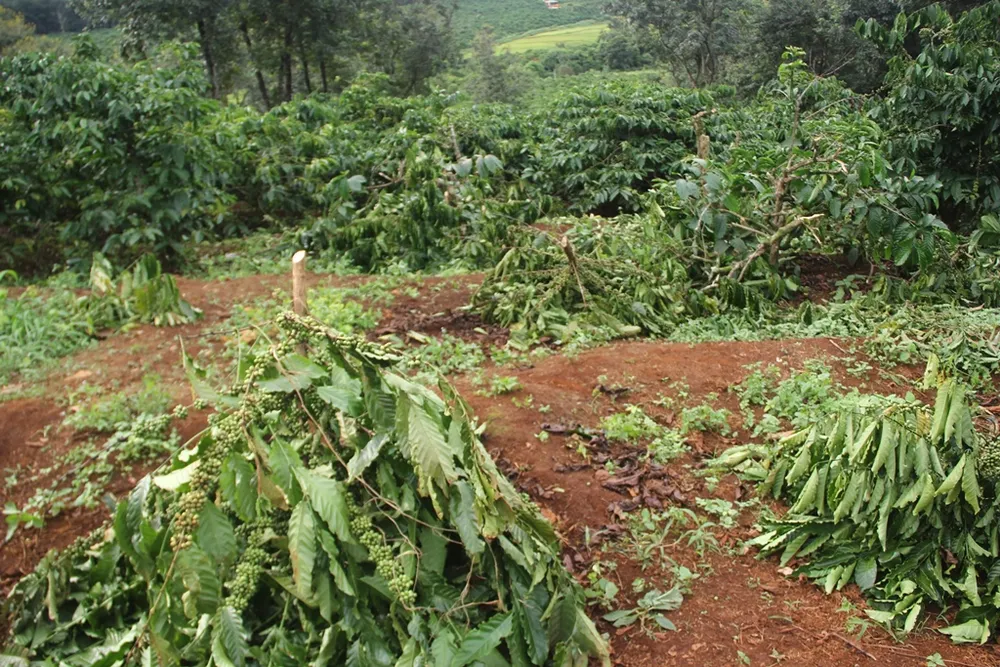 Xem bóng đá SEA Games xong, về rẫy phát hiện 280 cây cà phê bị kẻ gian chặt trụi ảnh 1