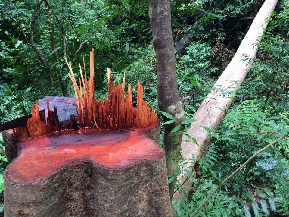 Kon Tum: Gỗ quý ở vùng biên bị đốn hạ la liệt ảnh 3