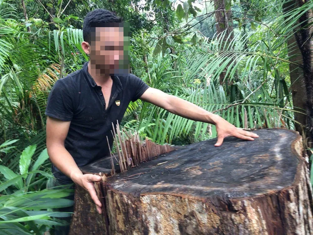 Kon Tum: Gỗ quý ở vùng biên bị đốn hạ la liệt ảnh 5
