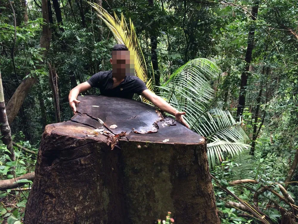 Kon Tum: Gỗ quý ở vùng biên bị đốn hạ la liệt ảnh 4