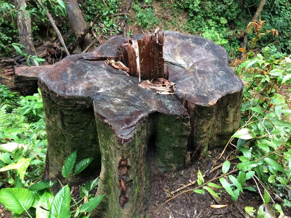 Kon Tum: Gỗ quý ở vùng biên bị đốn hạ la liệt ảnh 7