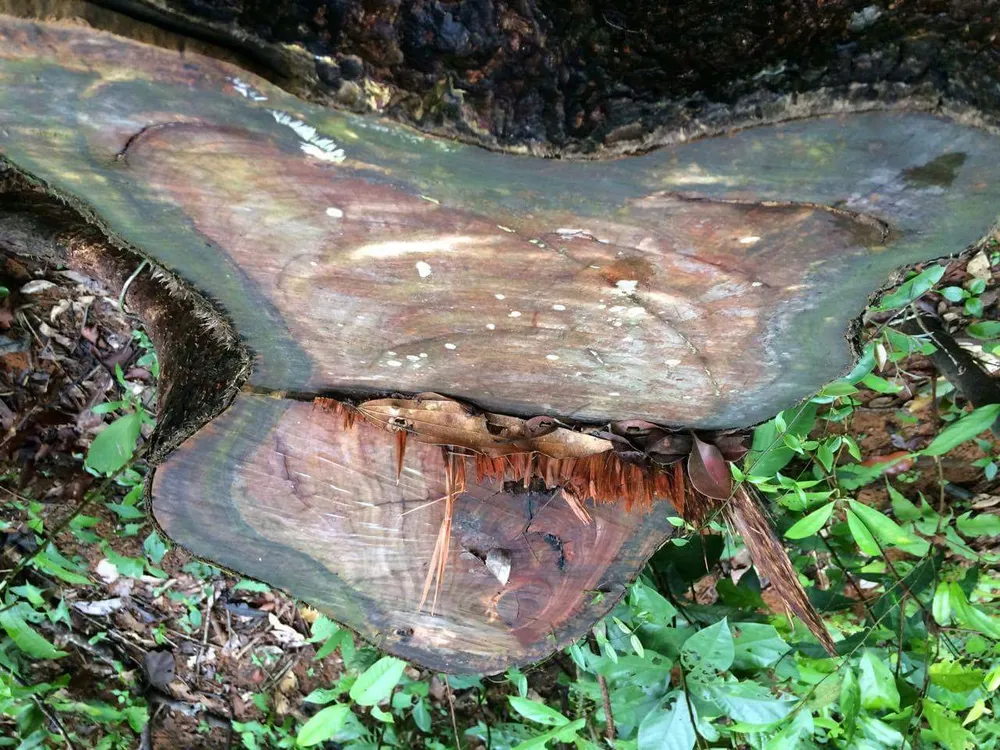 Kon Tum: Gỗ quý ở vùng biên bị đốn hạ la liệt ảnh 9