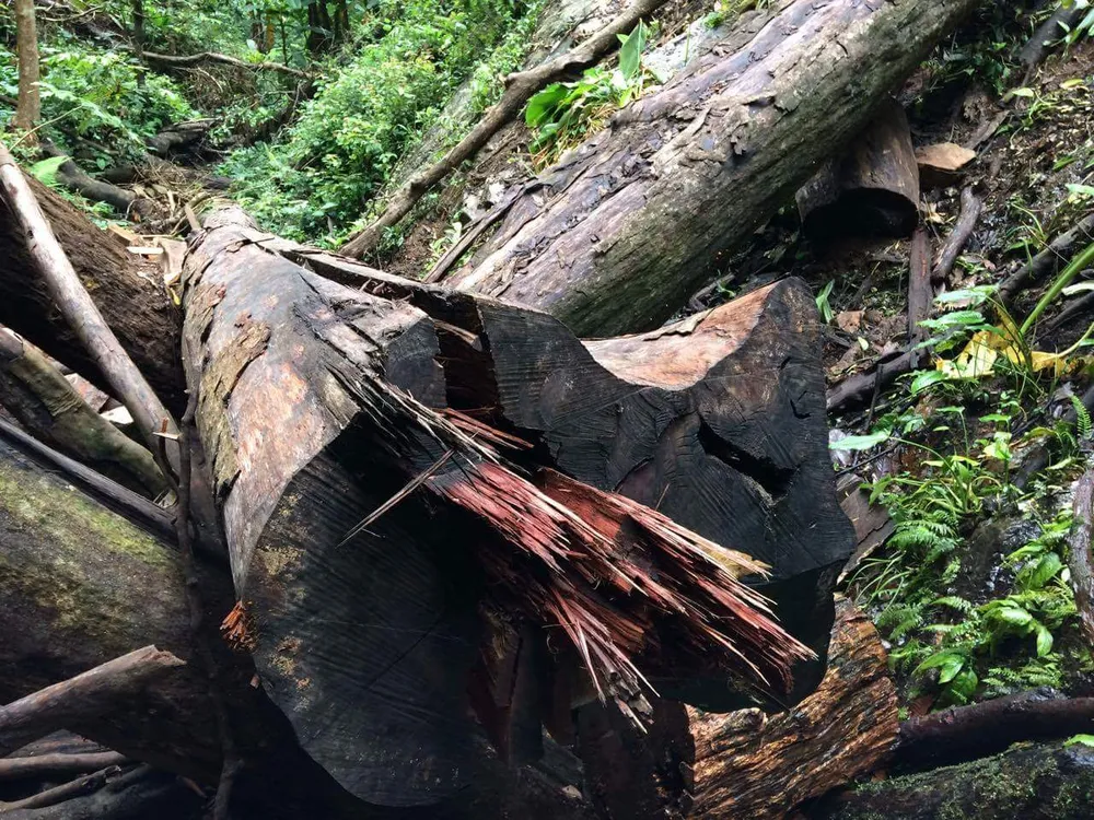 Kon Tum: Gỗ quý ở vùng biên bị đốn hạ la liệt ảnh 11