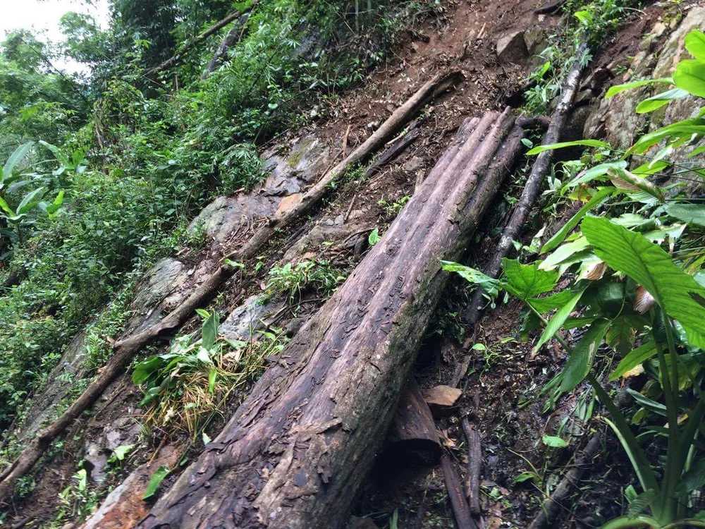 Kon Tum: Gỗ quý ở vùng biên bị đốn hạ la liệt ảnh 12