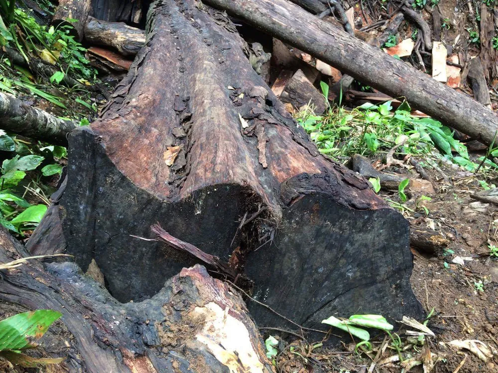 Kon Tum: Gỗ quý ở vùng biên bị đốn hạ la liệt ảnh 13