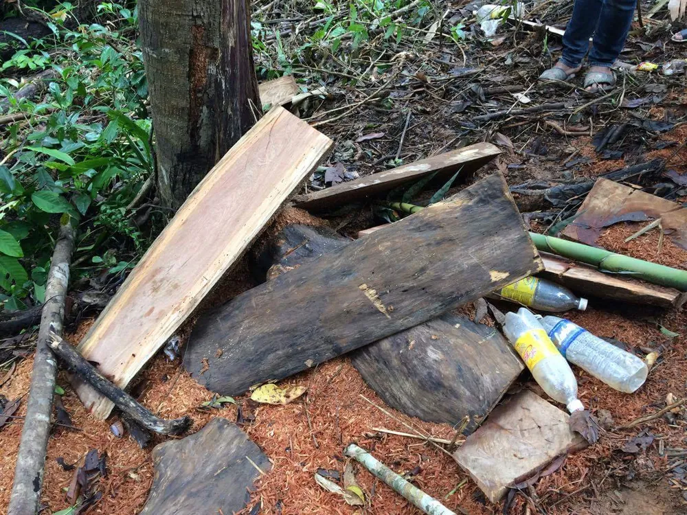 Kon Tum: Gỗ quý ở vùng biên bị đốn hạ la liệt ảnh 14