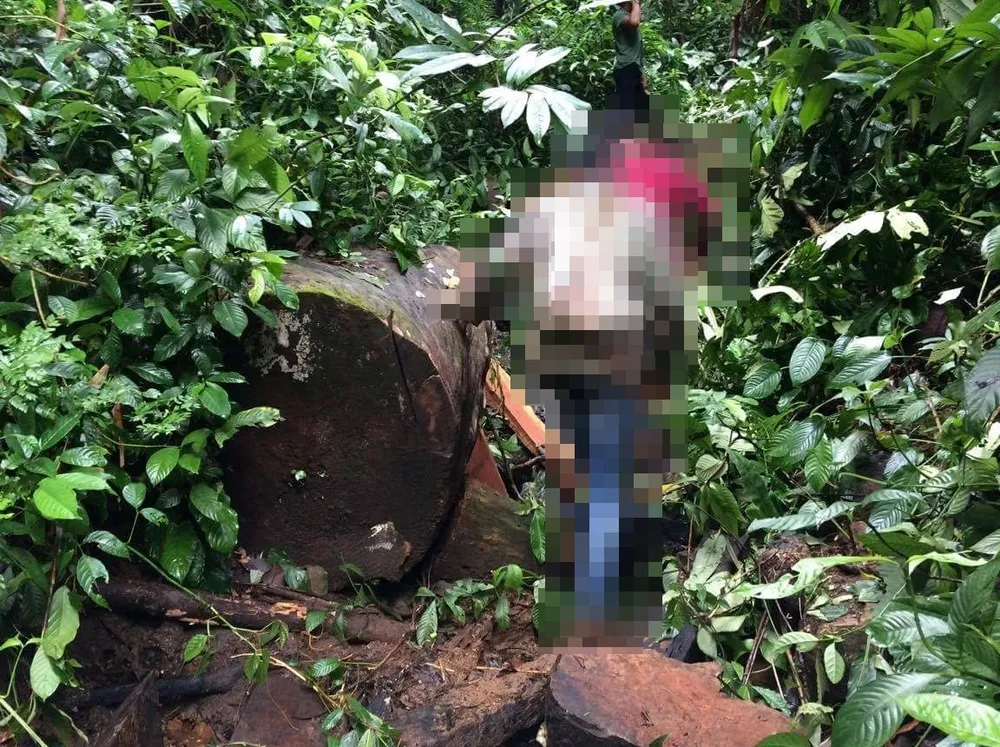 Kon Tum: Gỗ quý ở vùng biên bị đốn hạ la liệt ảnh 18