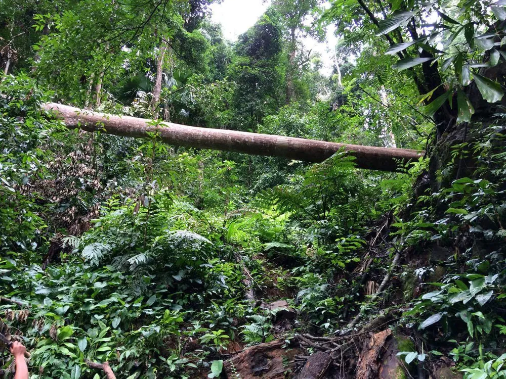 Kon Tum: Gỗ quý ở vùng biên bị đốn hạ la liệt ảnh 15