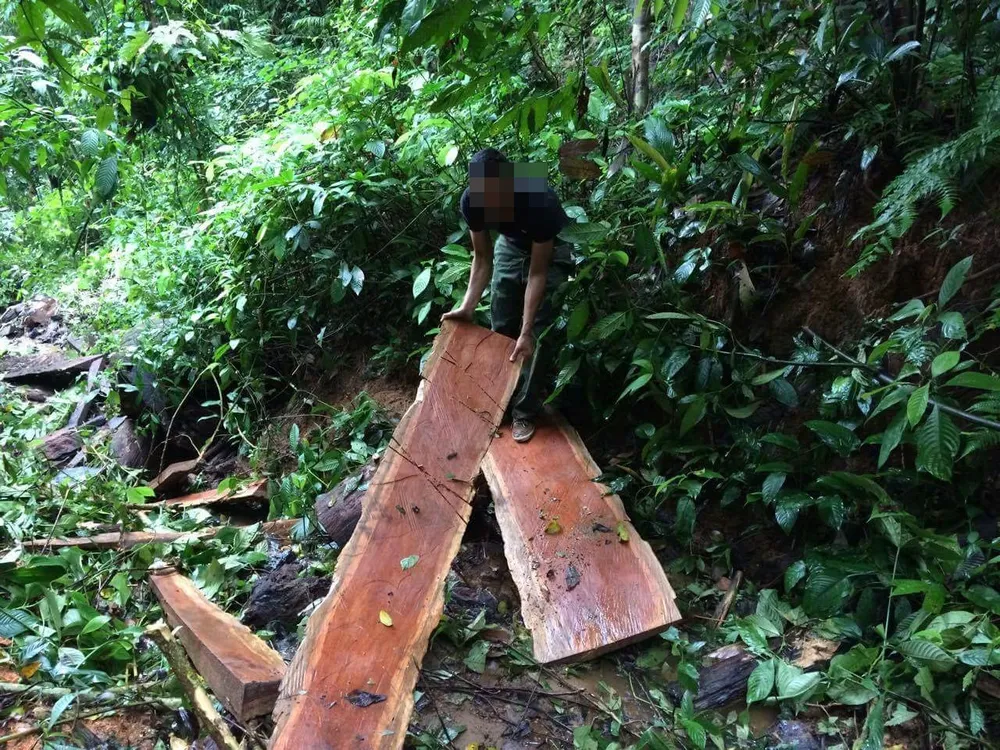 Kon Tum: Gỗ quý ở vùng biên bị đốn hạ la liệt ảnh 17