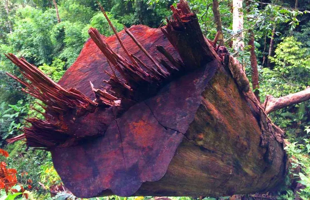 Kiểm lâm đã tiếp cận khu vực rừng vùng biên giới bị phá ảnh 2