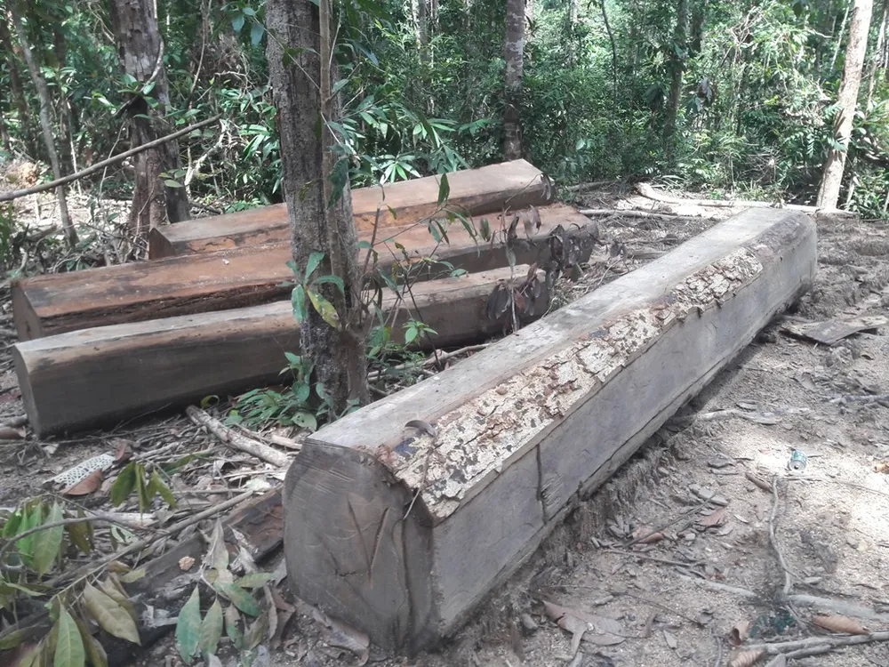 Khởi tố vụ án vận chuyển gỗ lậu qua biên giới ảnh 1