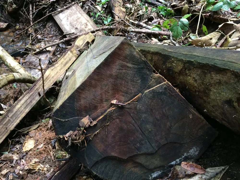 Rừng Ngọc Hồi tiếp tục bị tàn phá ảnh 9