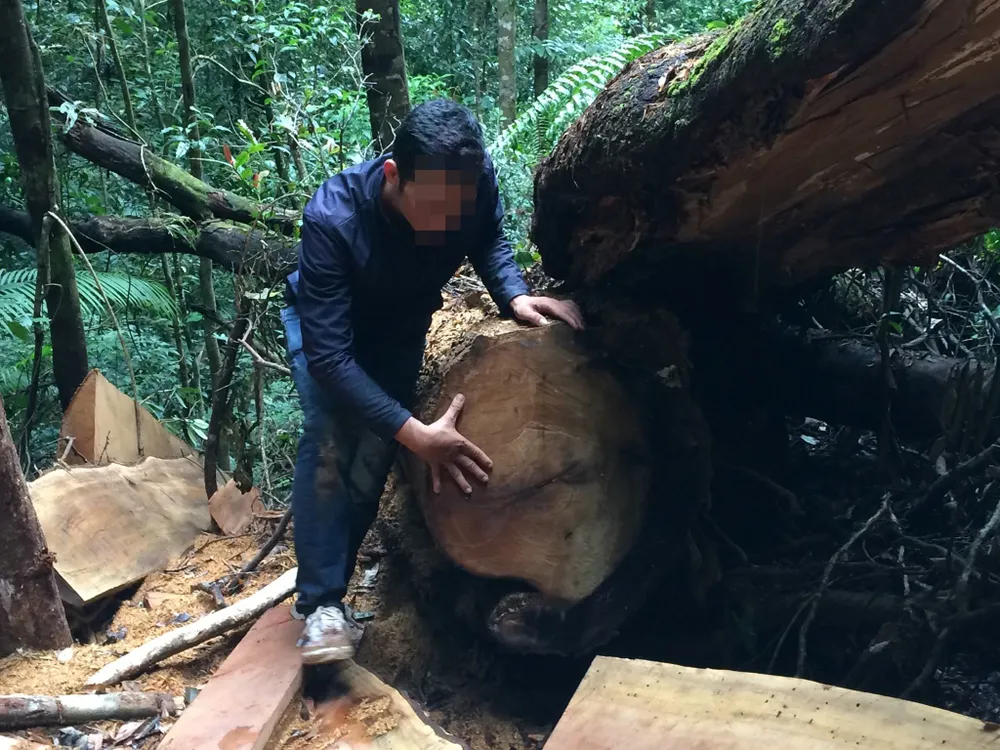 Rừng Ngọc Hồi tiếp tục bị tàn phá ảnh 2