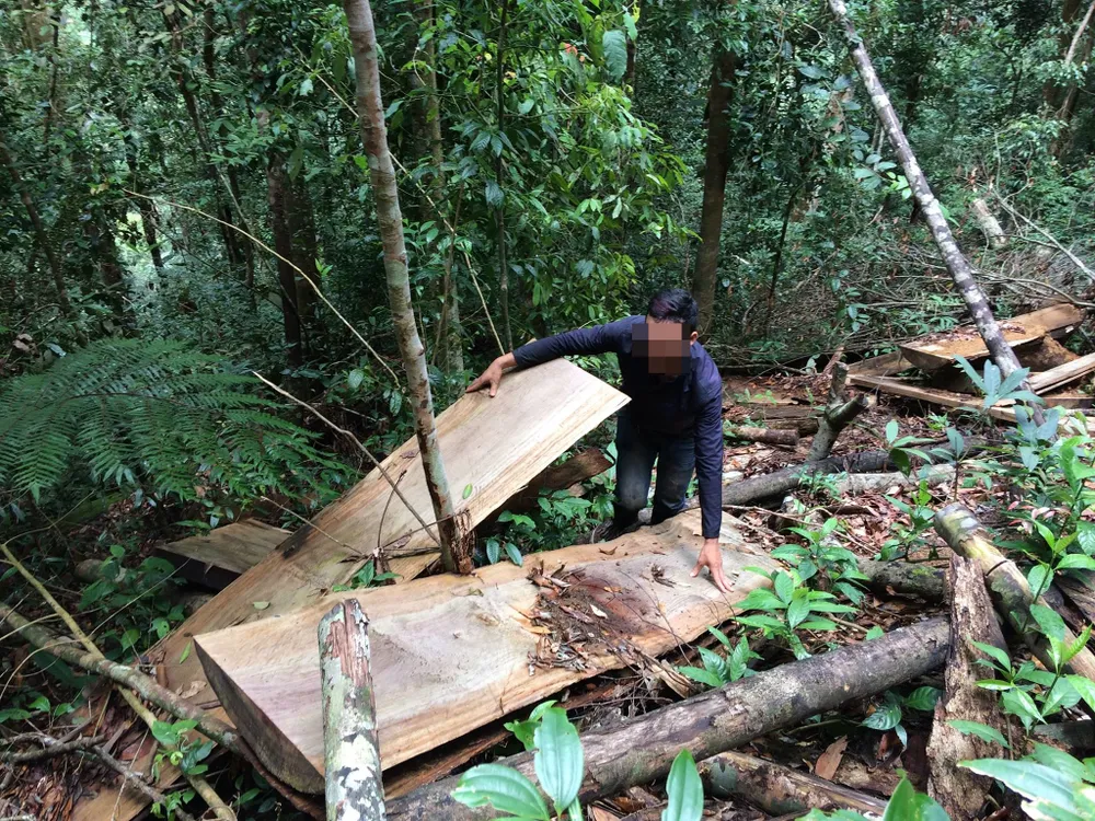 Rừng Ngọc Hồi tiếp tục bị tàn phá ảnh 10