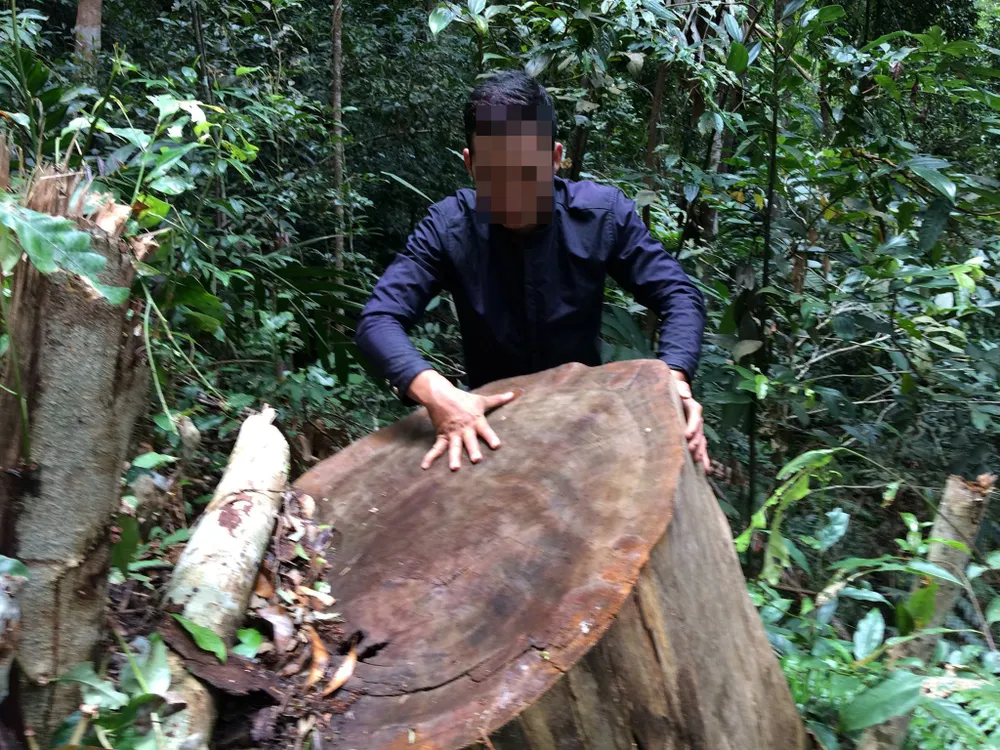 Rừng Ngọc Hồi tiếp tục bị tàn phá ảnh 11