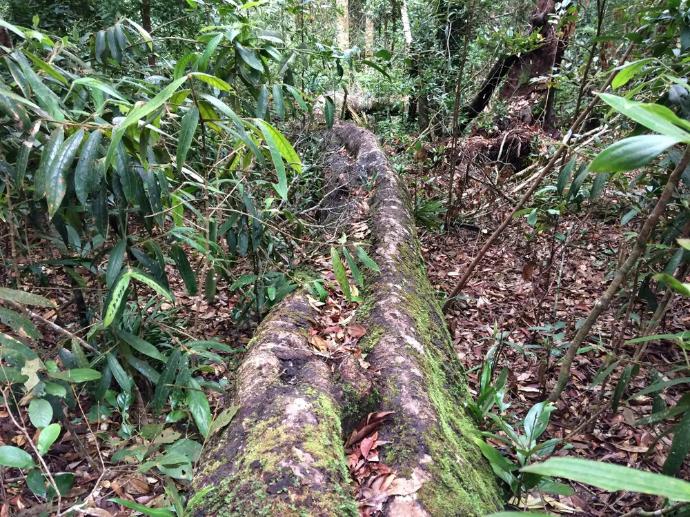 Rừng Ngọc Hồi tiếp tục bị tàn phá ảnh 13