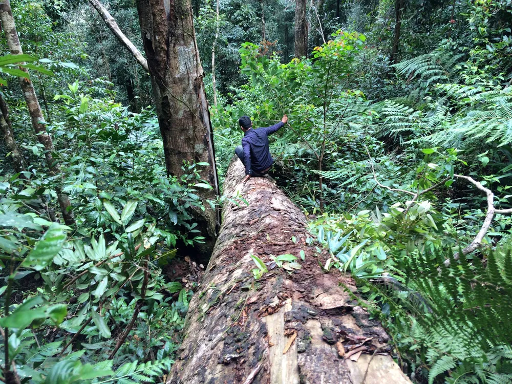 Rừng Ngọc Hồi tiếp tục bị tàn phá ảnh 4